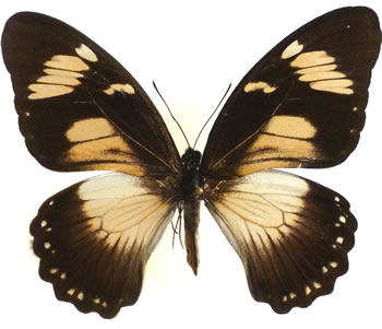 Papilio dardanus 